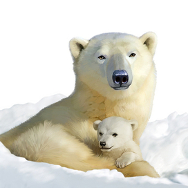 Иллюстрация для книги Брема «Жизнь животных» «Белые медведи»