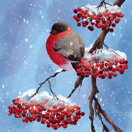 Ягода рябина