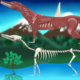 Анатомия Ихтиозавродона - Скелет И Мышцы