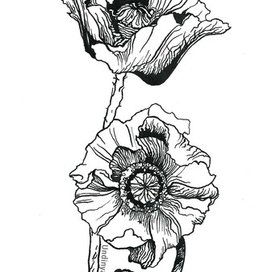 мак ботаническая иллюстрация