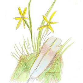 Перышко и гусиный лук