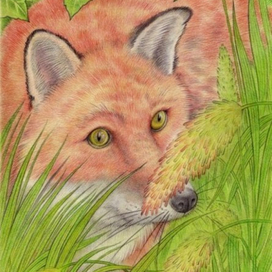 Лиса и лисохвост