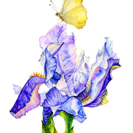 бабочка отдыхает