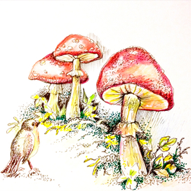 грибная поляна