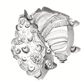 Иллюстрация для меню кафе