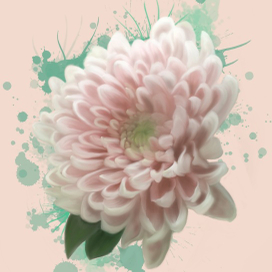 Хризантема