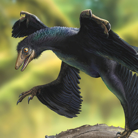 Микрораптор