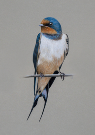 Деревенская ласточка