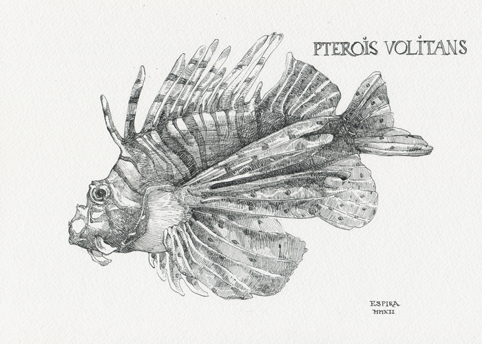 pterois volitans