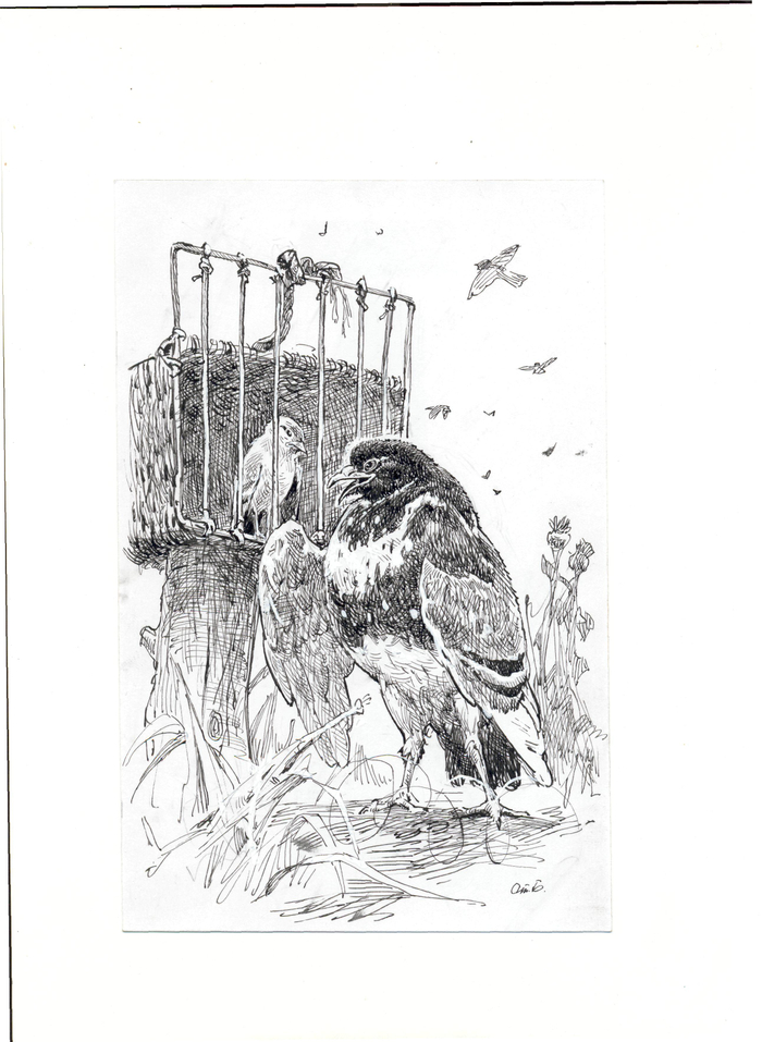 Иллюстрация к басне "Чиж и голубь"