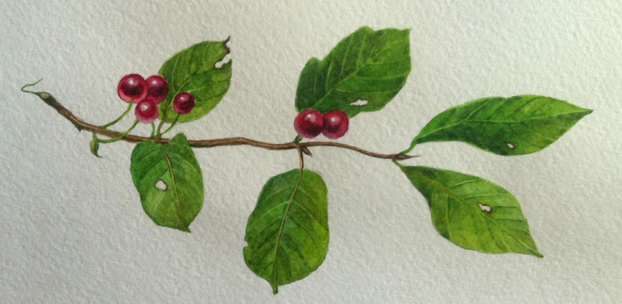 Волчья ягода