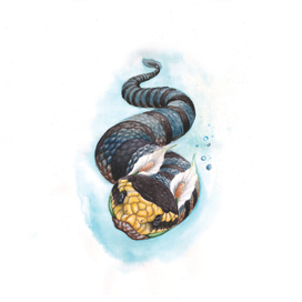 Морская змейка