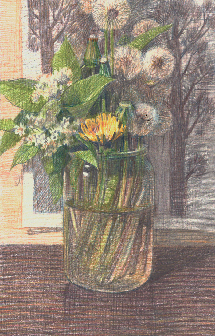 Одуванчики