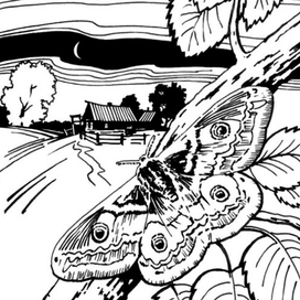 Ночная бабочка