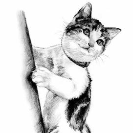 Кошка на прогулке.