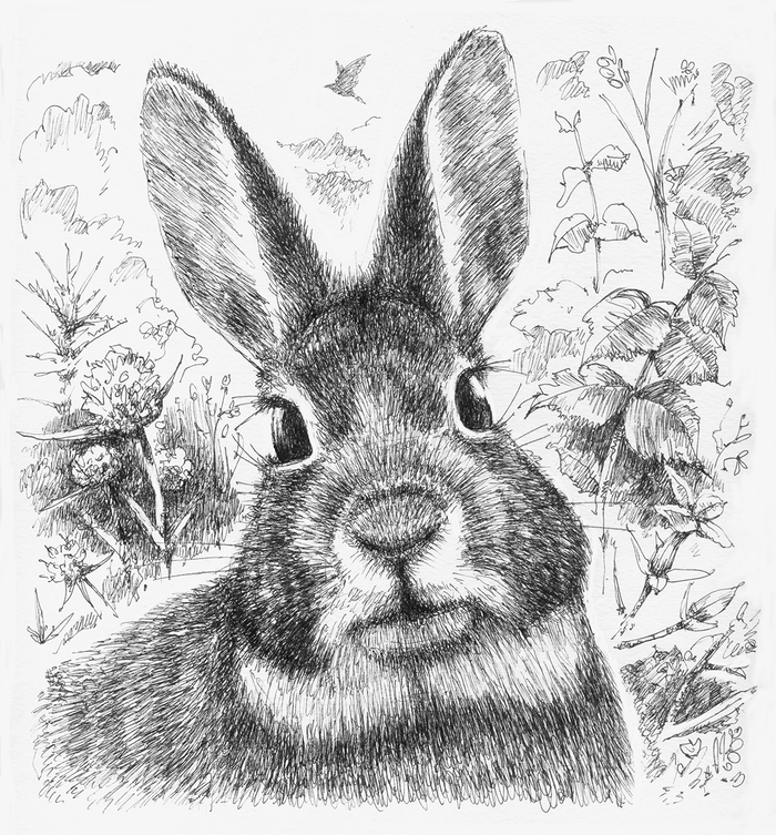 ЗАЯЧИЙ ПОРТРЕТ