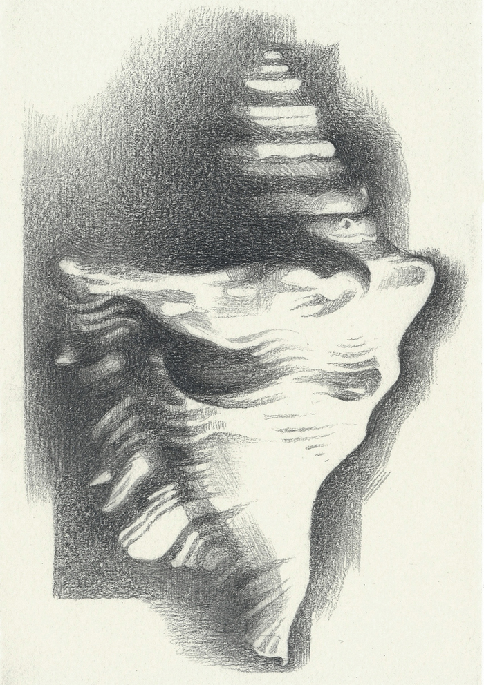 Зарисовка ракушки