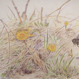 мать-и-мачеха