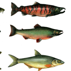 Рыбы и не только