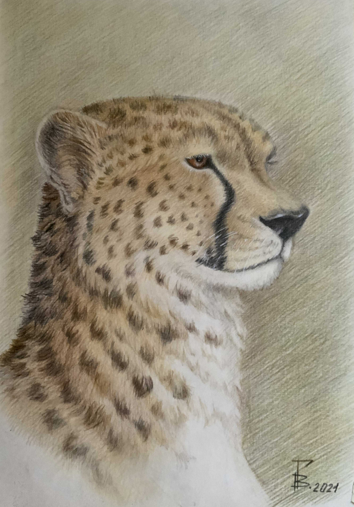 Портрет гепарда