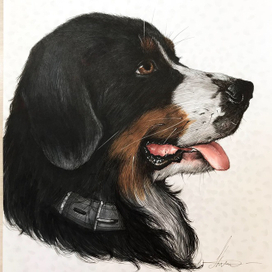 Бернская овчарка