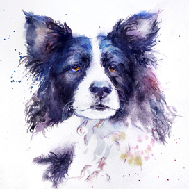 Бордер-колли