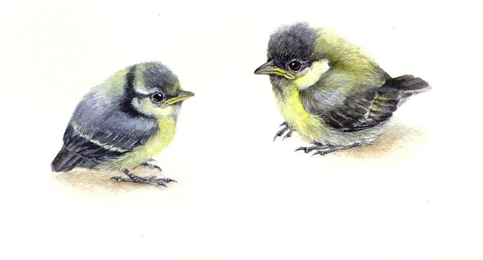 Птенцы синиц