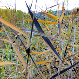 Травы, травы, травы ...