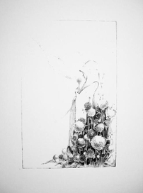 Одуванчики