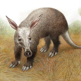  Миша-Трубкозуб.