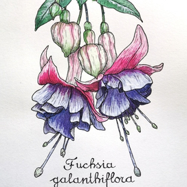 Ботаническая иллюстрация