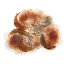 Спящие белочки