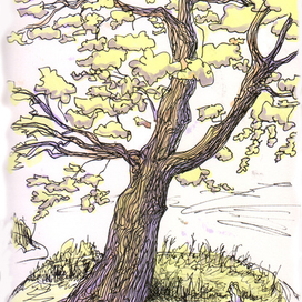 Дуб в Дубках