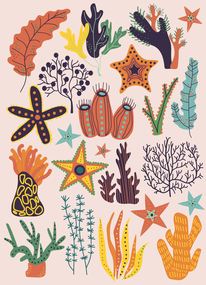 Водоросли и морские звезды