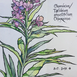 «Ботанические зарисовки»