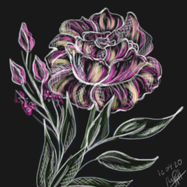 Flower Drawing 