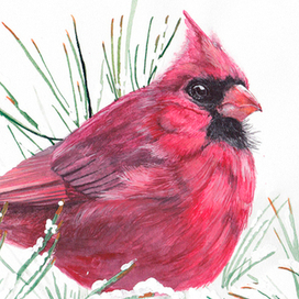 Красный кардинал