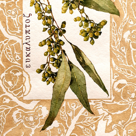 Лечебный эвкалипт