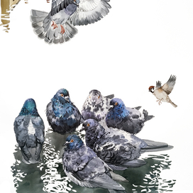 Птицы во дворе