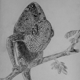 Хамелиончик