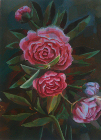 Пионы в цвету