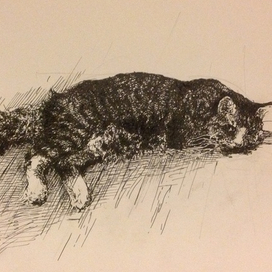 Просто кот ..