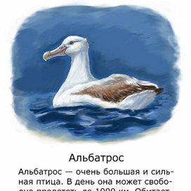 Альбатрос