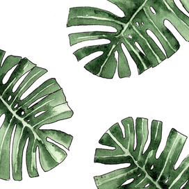 Monstera