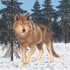  «Дикие животные» Волк
