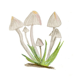 Поганочки))) 