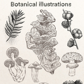 Боаническая иллюстрация, графика 
