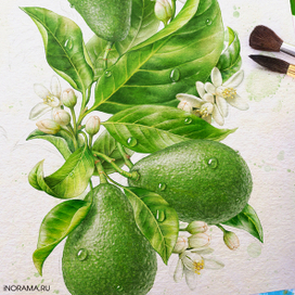 Иллюстрация с авокадо.