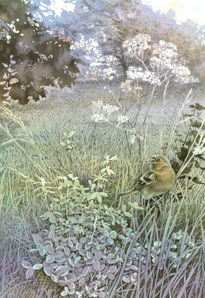 Утренняя песня зяблика