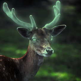 Магический Олень